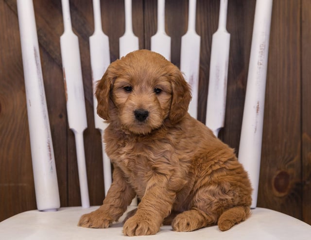 Jazzie is an F1 Goldendoodle that should have  and is currently living in Iowa