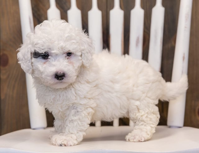 Quinta is an F1B Sheepadoodle that should have  and is currently living in Nebraska