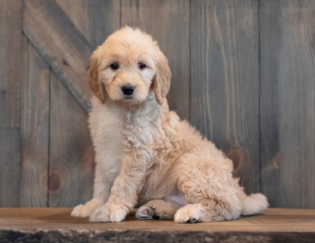 Tabby is an F1 Goldendoodle that should have  and is currently living in Colorado