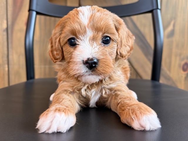 A picture of a Fiona, a gorgeous Petite Cavapoos for sale