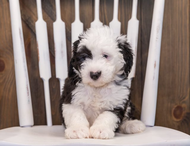 Turbo came from Millie and Stanley's litter of F1 Sheepadoodles