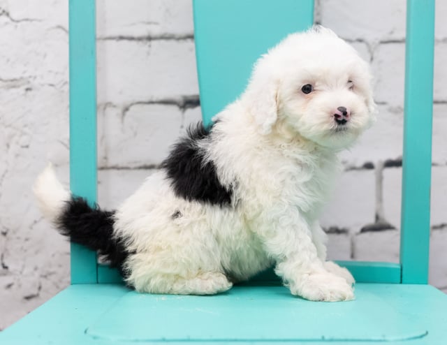 Sadie came from Piper and Stanley's litter of F1 Sheepadoodles