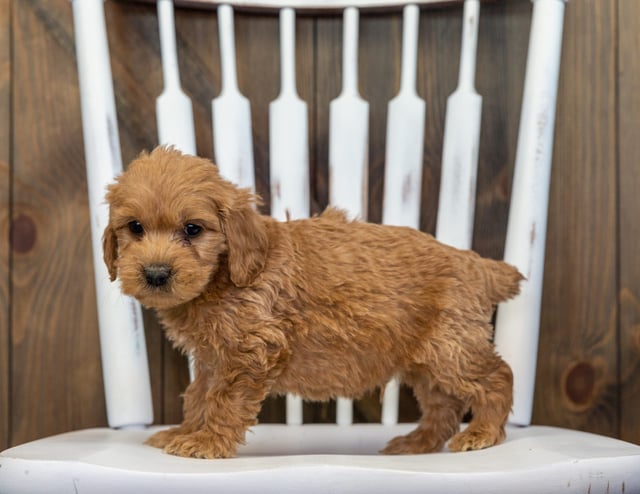 Bolt is an F1 Goldendoodle for sale in Iowa.