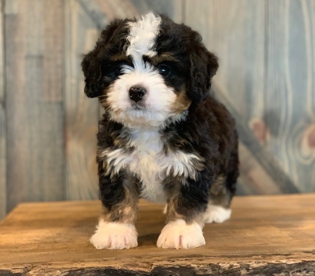 A picture of a Chip, one of our Mini Bernedoodles puppies that went to their home in Iowa