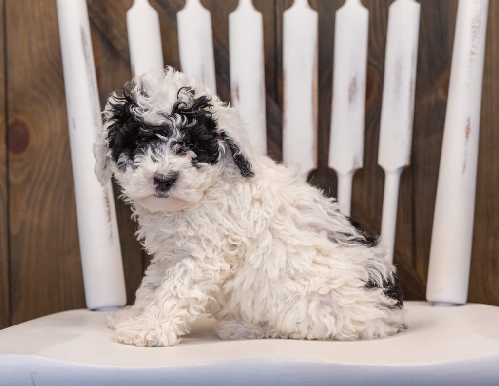 Quasi is an F1B Sheepadoodle that should have  and is currently living in Massachusetts 