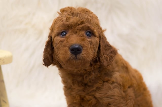 A picture of a Sam, a gorgeous Mini Goldendoodles for sale