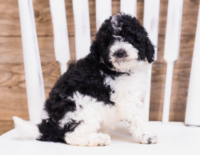 Quincy is an F1B Sheepadoodle that should have  and is currently living in Missouri