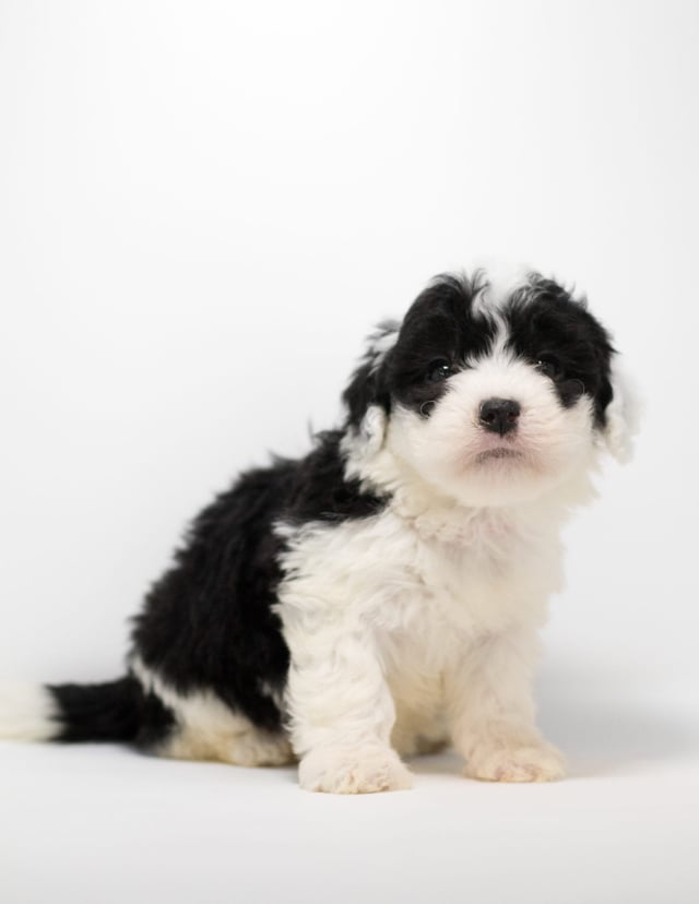 Another great picture of Gem, a Sheepadoodles puppy