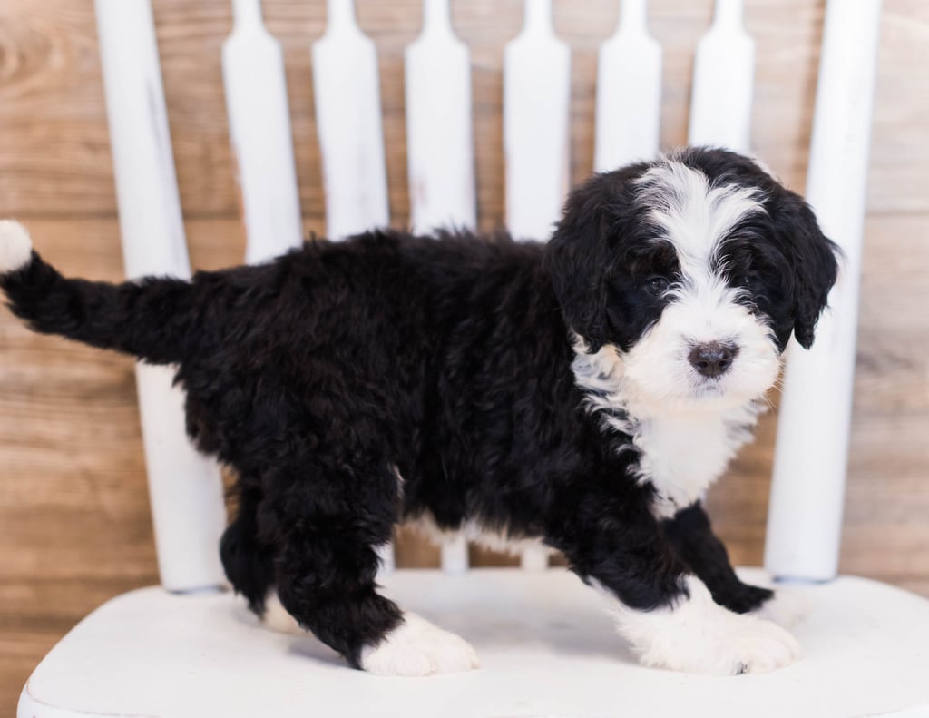 Zole is an F1 Bernedoodle that should have  and is currently living in Alabama