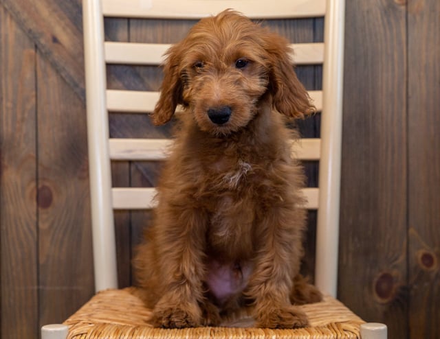 Hero came from Aspen and Reggie's litter of F1 Goldendoodles