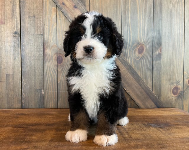 A picture of a Zadane, one of our Standard Bernedoodles puppies that went to their home in Nebraska