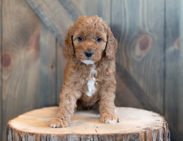 This litter of Goldendoodles are of the F1BB generation.