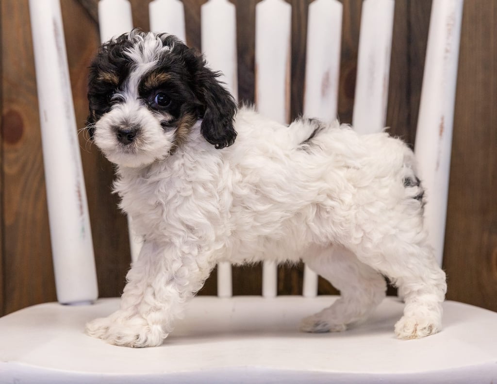 Willow is an F1B Sheepadoodle that should have  and is currently living in Illinois