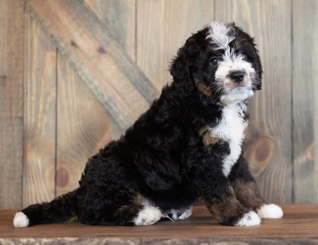 Cody came from Sasha and Stanley's litter of F1 Bernedoodles
