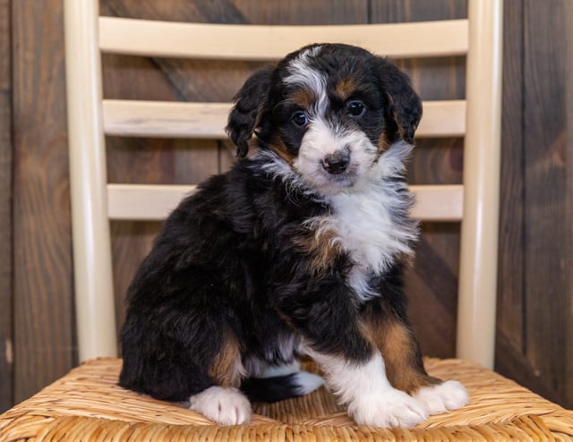 A picture of a Xasa, one of our Mini Bernedoodles puppies that went to their home in Nebraska