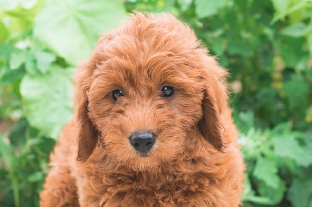 A picture of a Silo, a gorgeous Mini Goldendoodles for sale