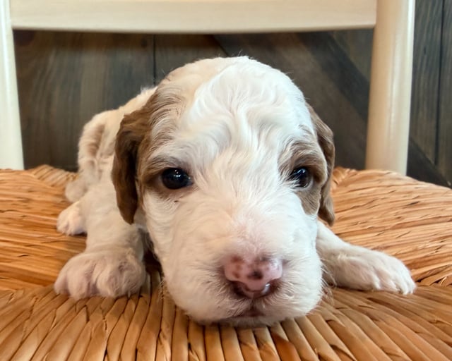 A picture of a Brooks, a gorgeous Mini Goldendoodles for sale