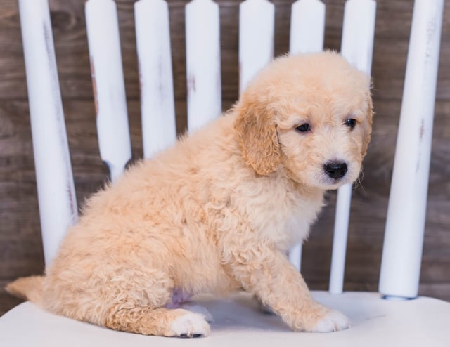 Vara is an F1 Goldendoodle that should have  and is currently living in Minnesota