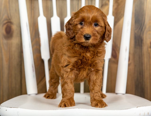 Goldendoodles bred in in Iowa by Poodles 2 Doodles