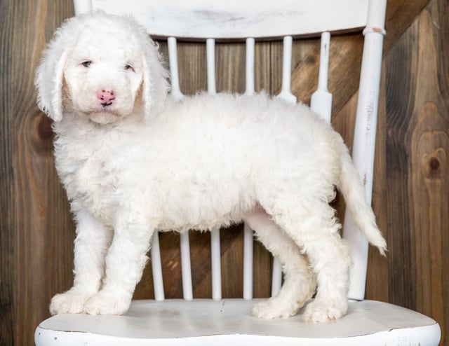 Olda is an F1BB Goldendoodle that should have  and is currently living in Colorado