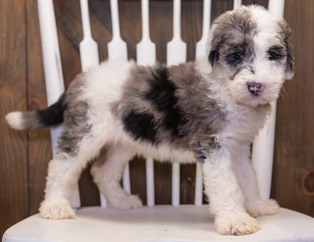 A picture of a Bee, one of our  Sheepadoodles puppies that went to their home in Illinois