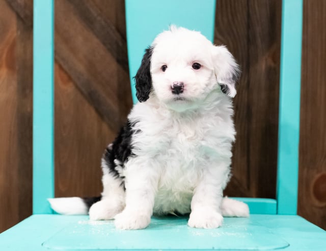 Gorgeous Mini Sheepadoodles available for sale!