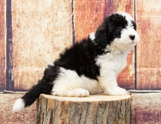 Undra is an F1 Sheepadoodle for sale in Iowa.