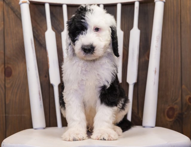 Baker came from Annie and Merlin's litter of F1 Sheepadoodles