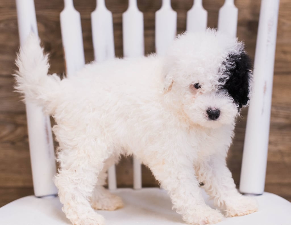 A picture of a Quira, one of our Petite Sheepadoodles puppies that went to their home in New Jersey