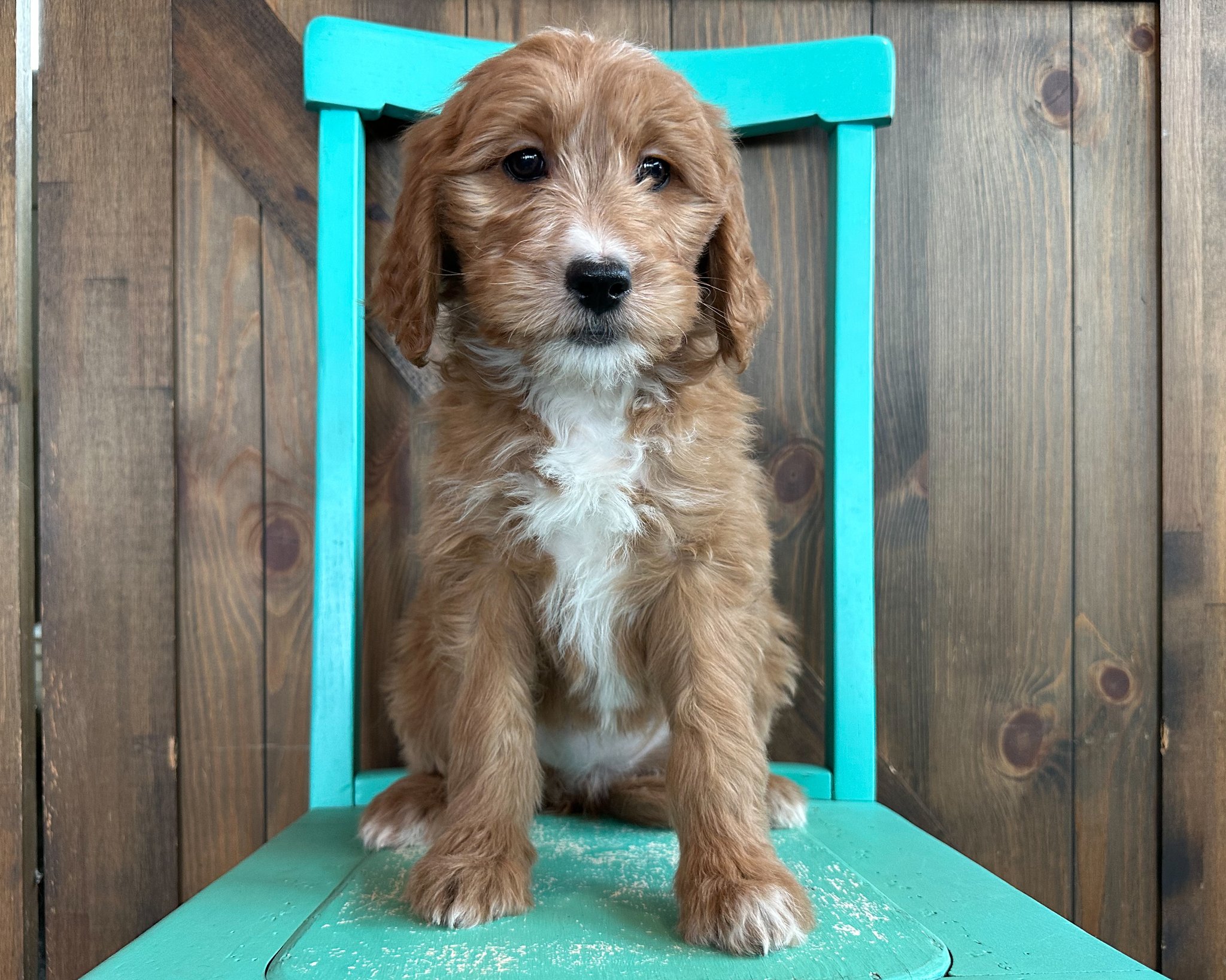 A litter of Standard Goldendoodles raised in Iowa by Poodles 2 Doodles