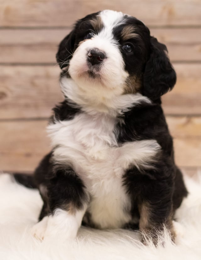 Another great picture of Ivy, a Bernedoodles puppy
