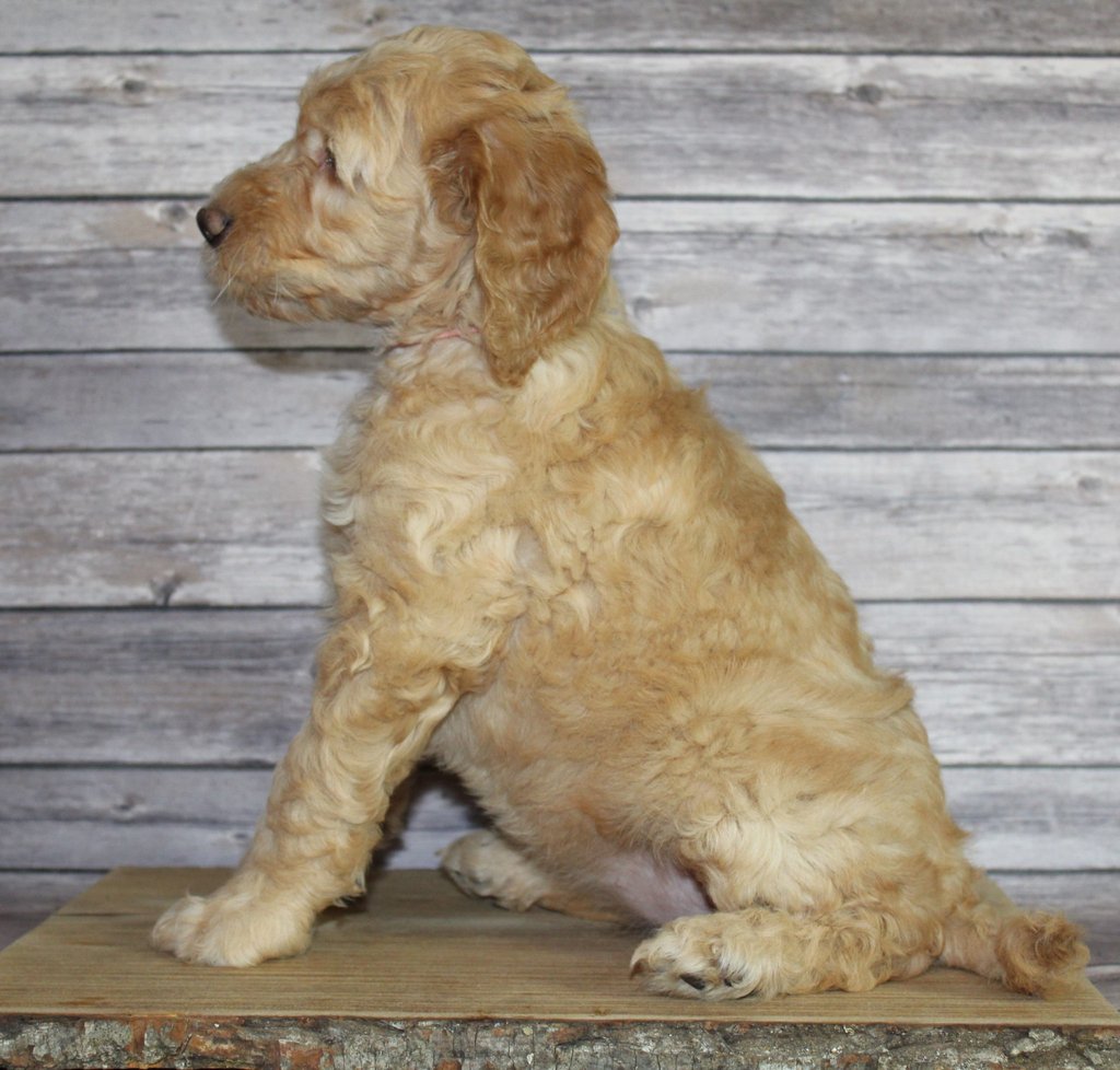 Milly is an F2B Irish Goldendoodle that should have  and is currently living in Arizona