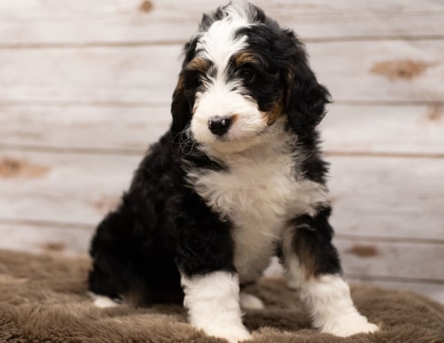 Ibsy is an F1 Bernedoodle that should have  and is currently living in Tennessee
