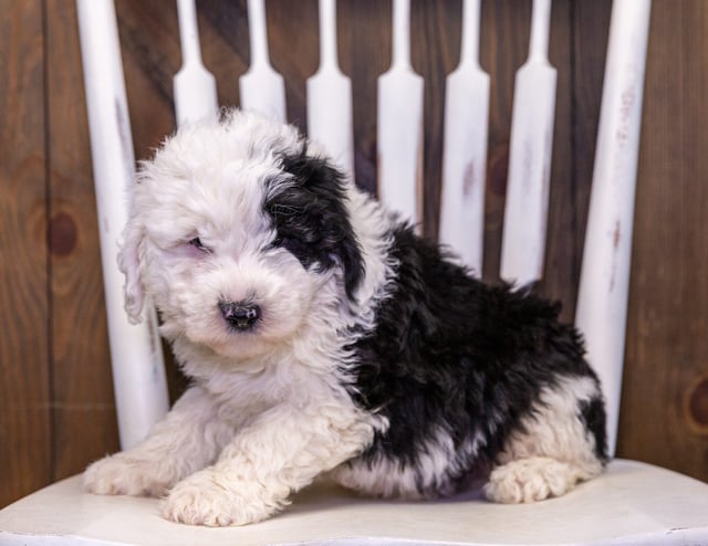 Sid is an F1 Sheepadoodle that should have  and is currently living in New York