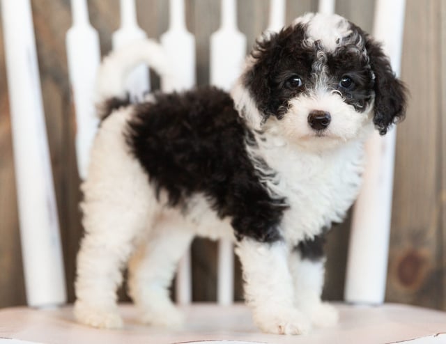 A picture of a Idis, one of our Mini Sheepadoodles puppies that went to their home in Minnesota 