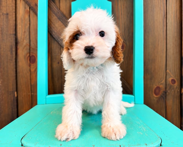 A picture of a Felicity, a gorgeous Petite Cavapoos for sale