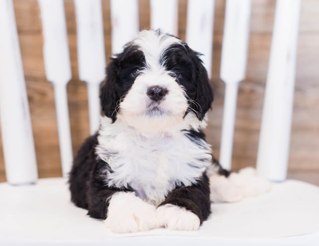 Gorgeous Mini Bernedoodles available for sale!