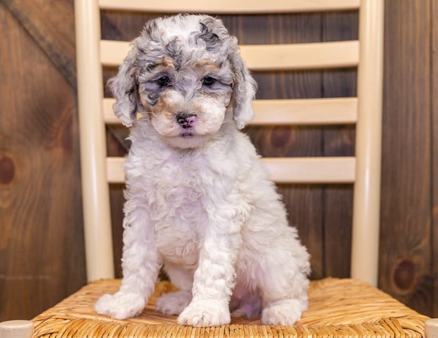 Ginger is an F1B Sheepadoodle that should have  and is currently living in Iowa