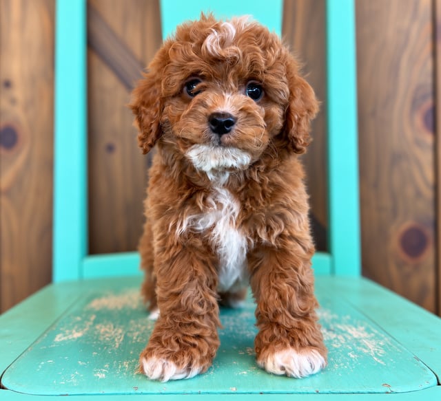 A picture of a Griffin, a gorgeous Petite Cavapoos for sale