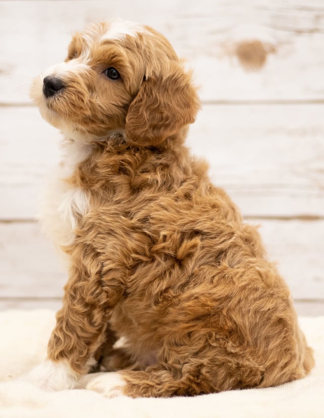 A picture of a Kasper, a gorgeous Mini Goldendoodles for sale