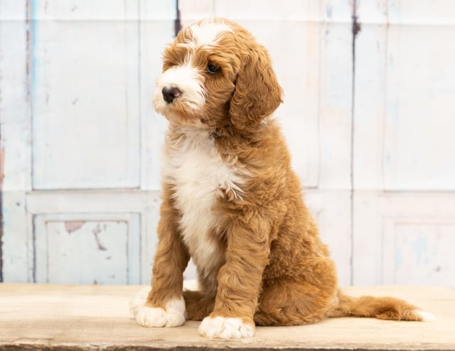 A picture of a Wako, one of our Mini Goldendoodles puppies that went to their home in Minnesota