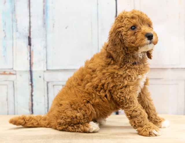 A picture of a Val, one of our Mini Goldendoodles puppies that went to their home in Iowa