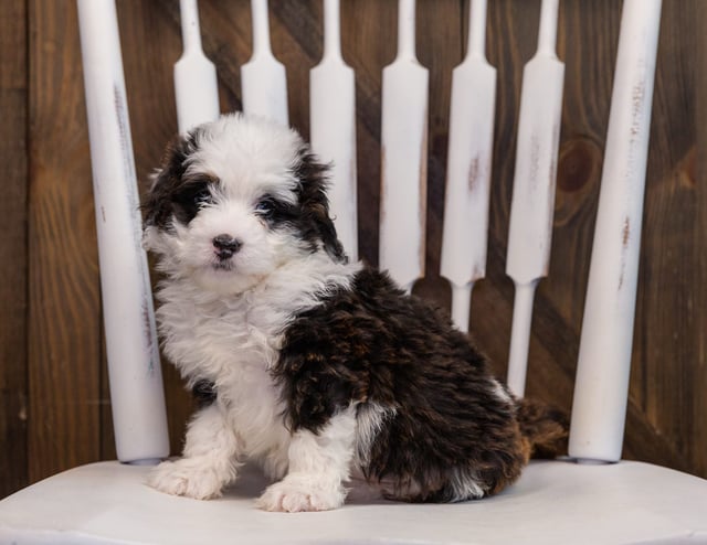 Carly came from Delilah and Grimm's litter of F1 Bernedoodles