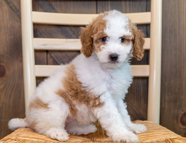 Another pic of our recent Goldendoodle litter