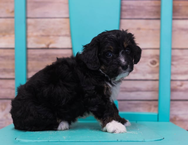 Lego came from Sasha and Stanley's litter of F1 Bernedoodles