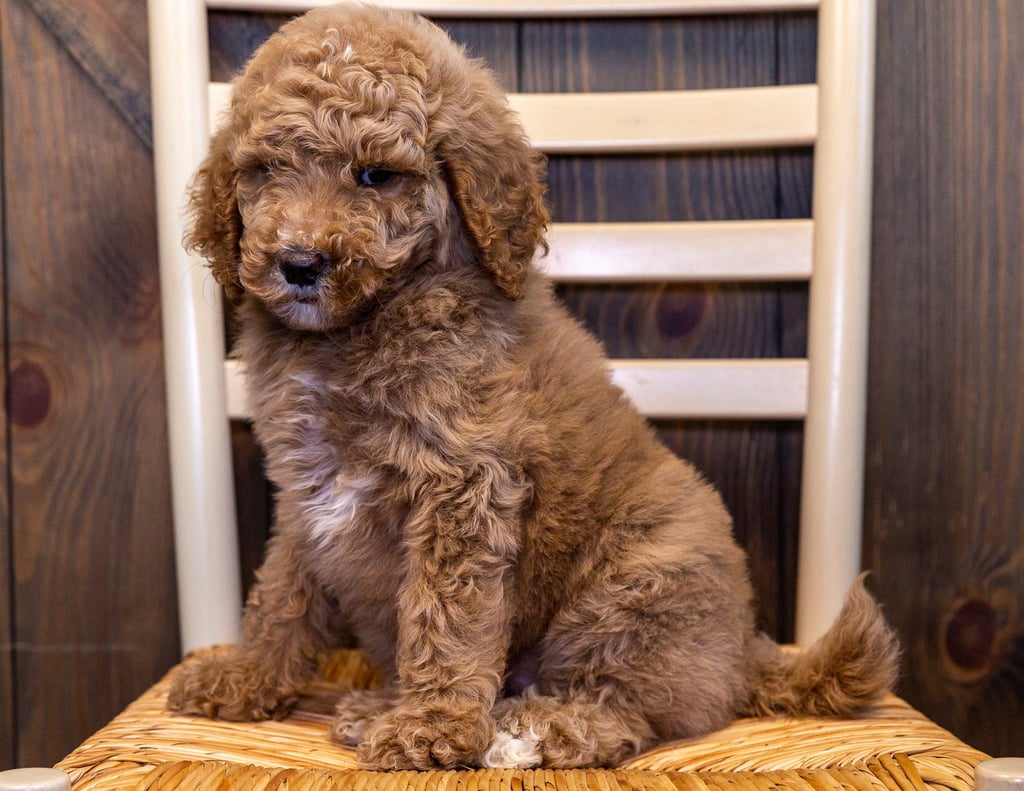 Winnie is an F1BB Goldendoodle that should have  and is currently living in Illinois