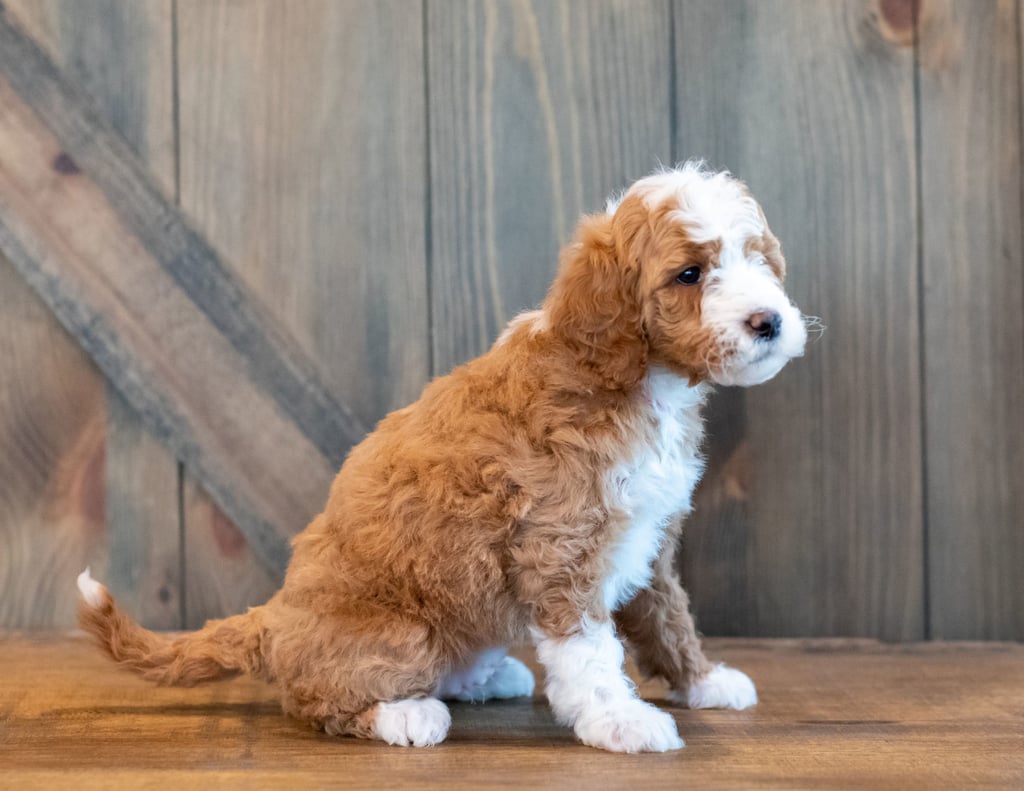 Hilton came from Hilton and Scout's litter of F1B Goldendoodles