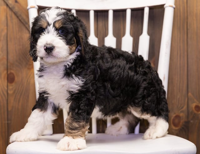 Gizmo is an F1 Bernedoodle that should have  and is currently living in Illinois