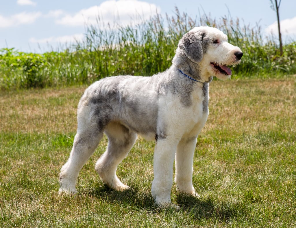 A picture of one of our Old English Sheepdog mother's, Elsa.