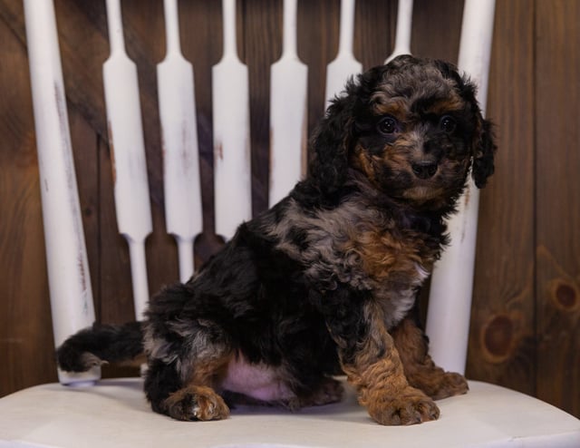 Hank is an F1BB Bernedoodle that should have  and is currently living in California